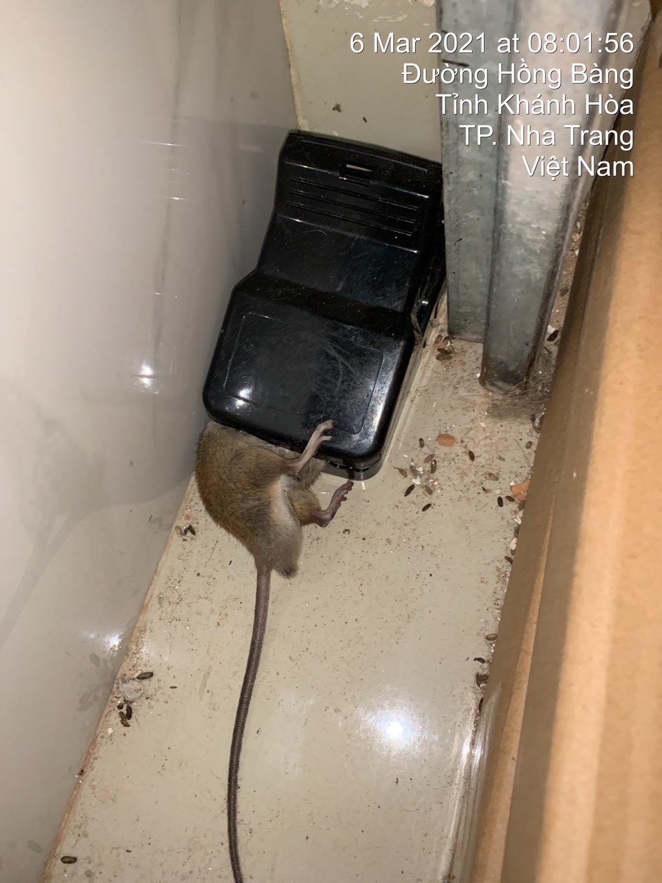 Dịch vụ diệt chuột